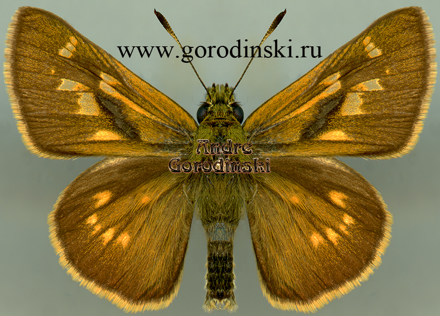 http://www.gorodinski.ru/hesperidae/Ochlodes thibetana.jpg